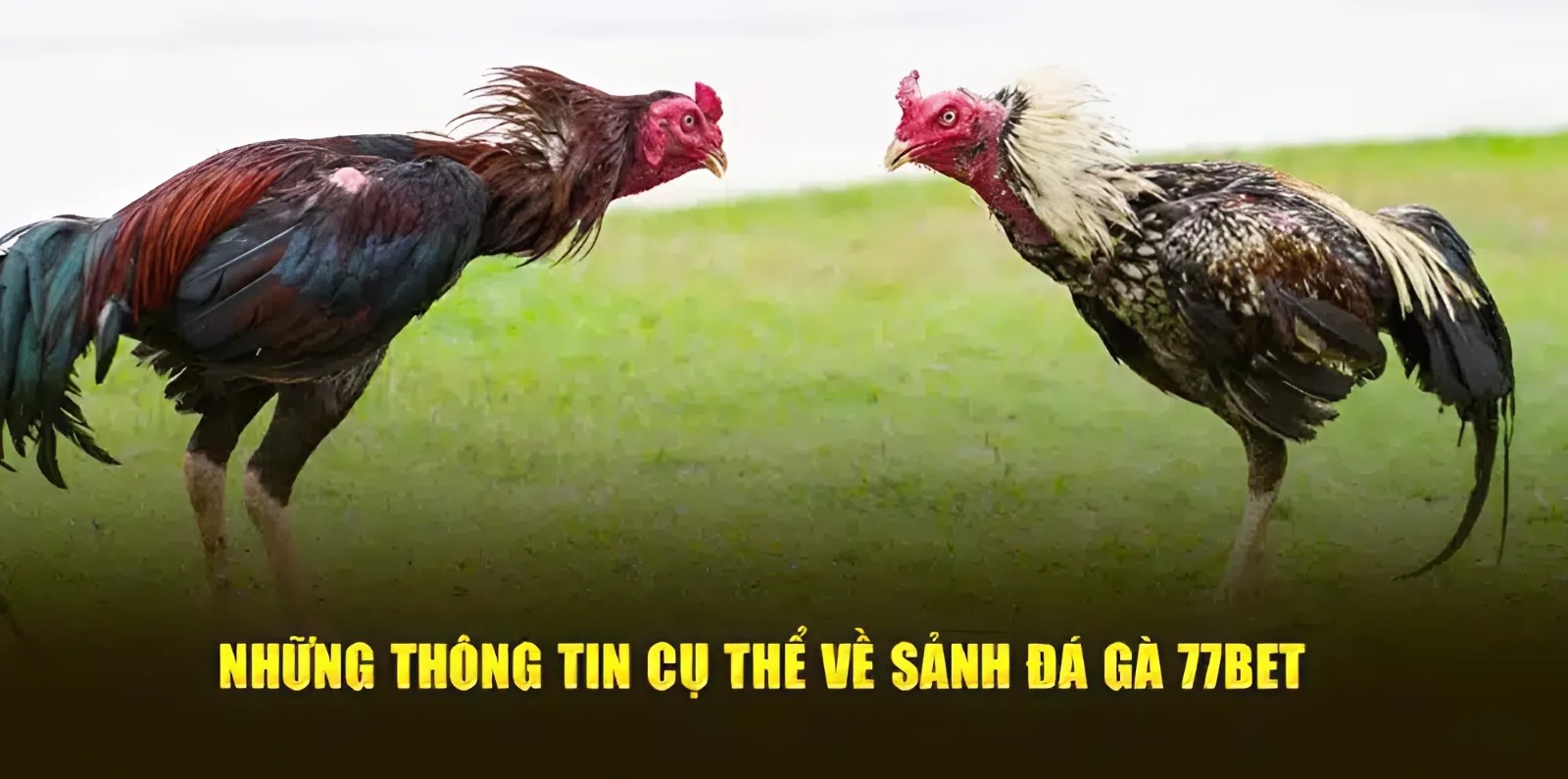 Những thông tin chi tiết, cụ thể về sảnh đá gà 77Bet